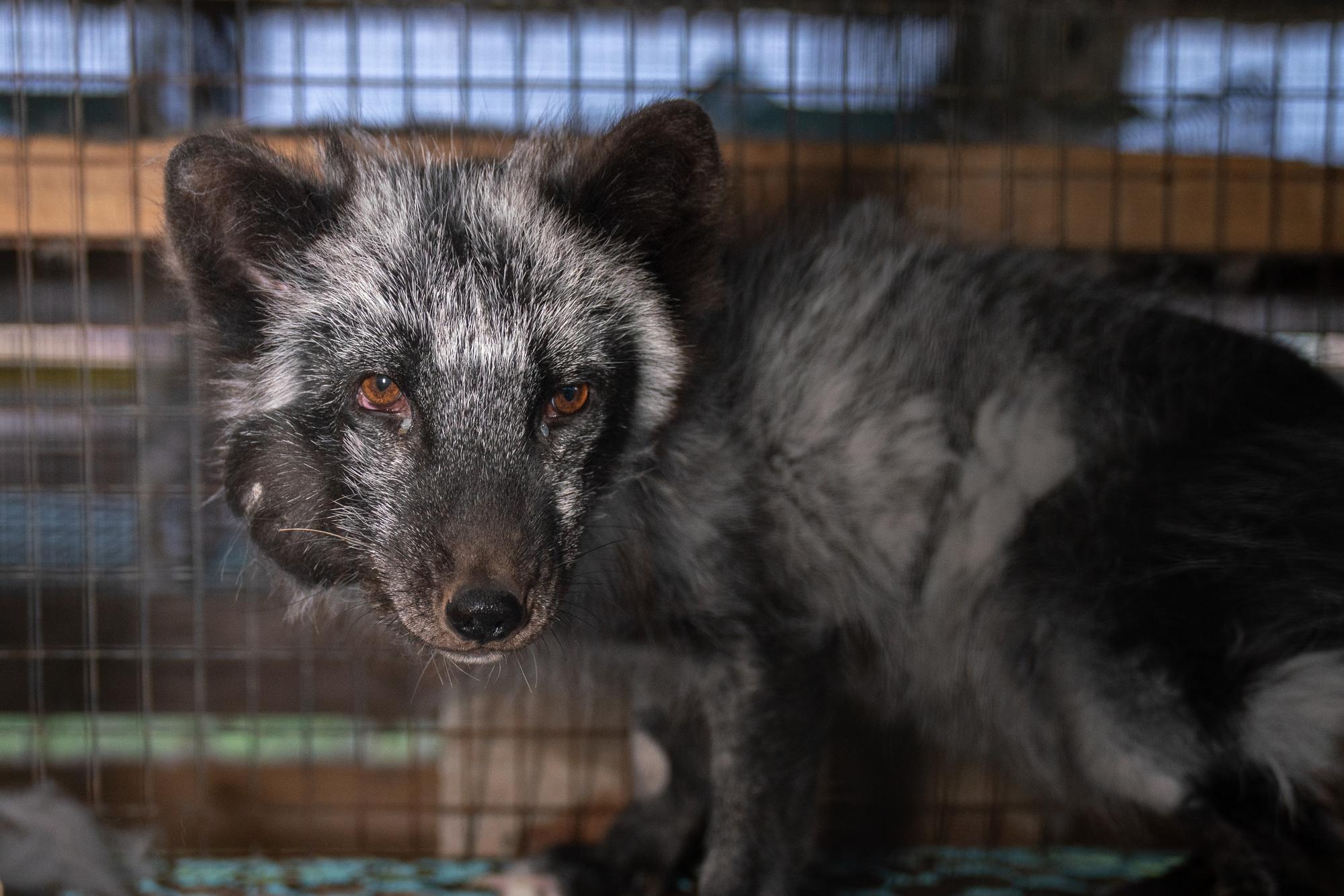 Investigación granjas peleteras Finlandia